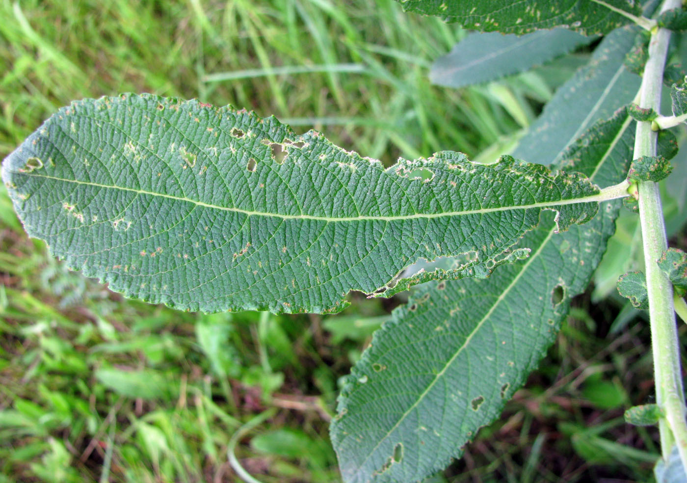 Image of genus Salix specimen.