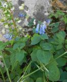 Mertensia pallasii