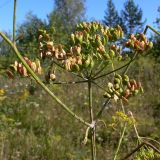 Pastinaca sylvestris. Соплодие. Свердловская обл., окр. г. Североуральск, Второй Северный, разнотравная поляна. 04.08.2011.