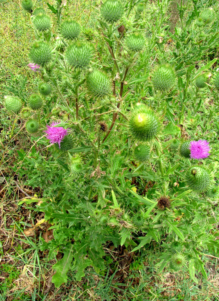 Изображение особи Cirsium vulgare.