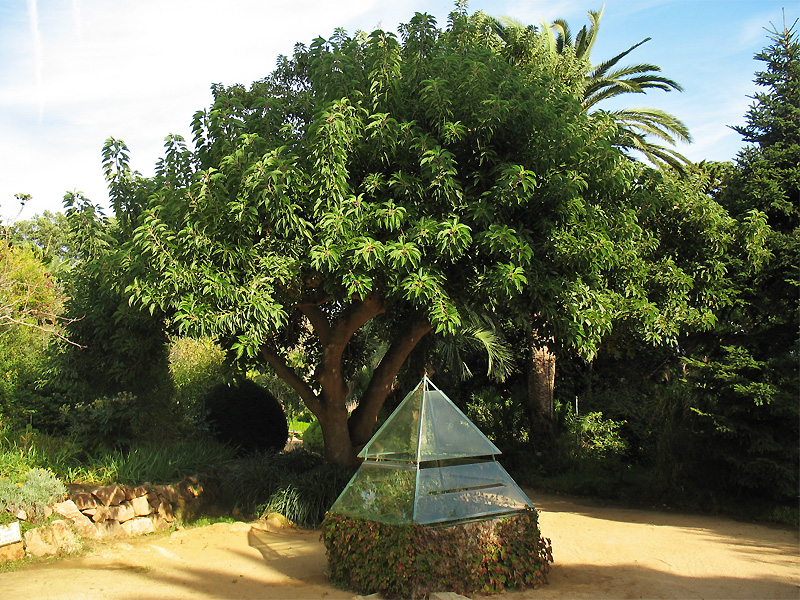 Image of Phytolacca dioica specimen.