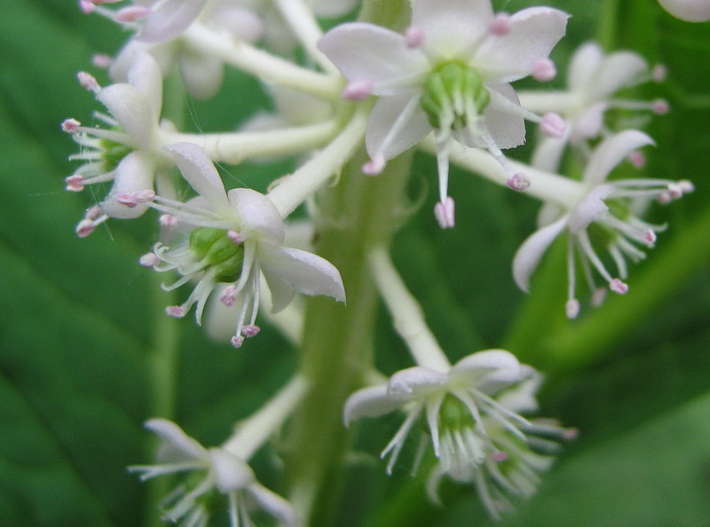 Изображение особи Phytolacca acinosa.