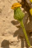 Senecio glaucus. Отцветающее соцветие. Израиль, Шарон, г. Герцлия, высокий берег Средиземного моря, зона забрызга. 23.04.2012.