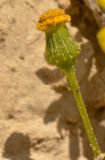 Senecio glaucus