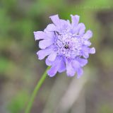 Scabiosa lachnophylla