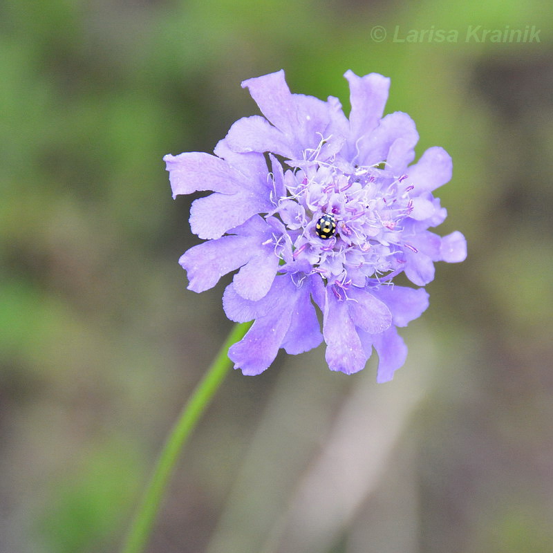 Изображение особи Scabiosa lachnophylla.