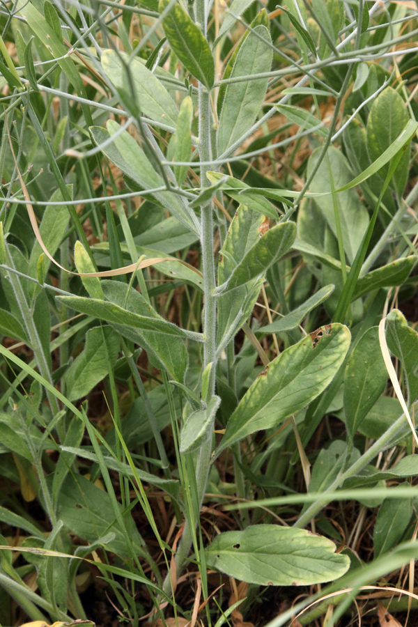 Image of Convolvulus subhirsutus specimen.