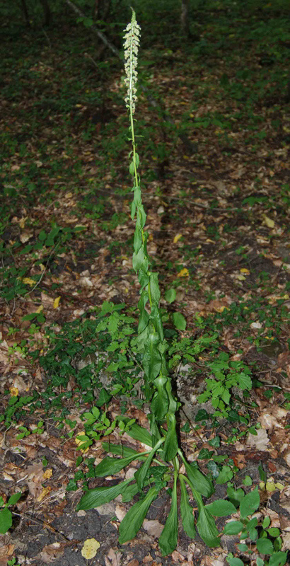 Image of Digitalis schischkinii specimen.