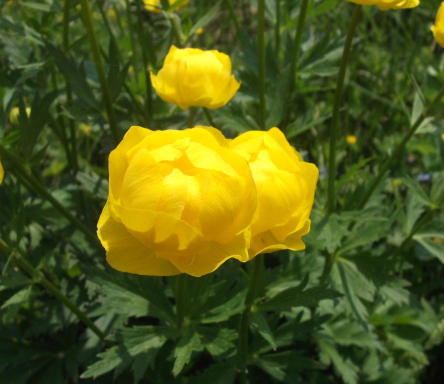 Изображение особи Trollius europaeus.