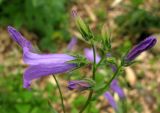 род Campanula. Цветки. Москва, БС МГУ. 09.06.2012.