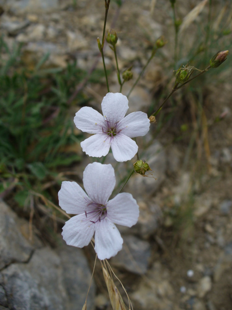 Image of Linum tenuifolium specimen.