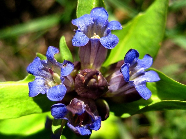 Изображение особи Gentiana macrophylla.