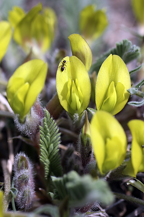 Image of Astragalus atrovinosus specimen.