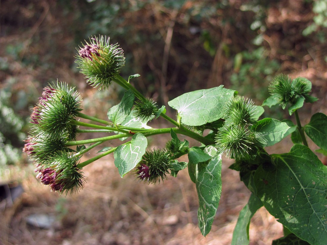 Изображение особи Arctium minus.