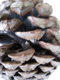 Pinus canariensis