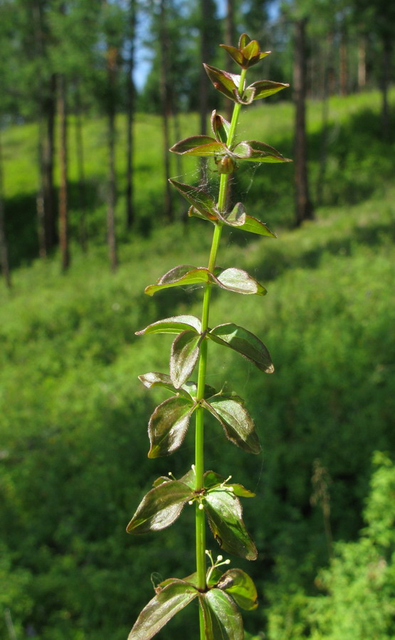 Изображение особи Cruciata glabra.