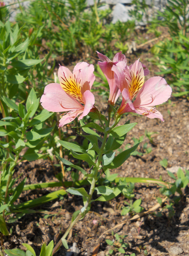 Изображение особи род Alstroemeria.