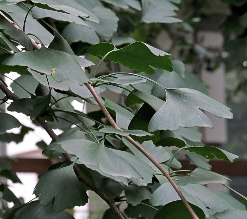 Image of Ginkgo biloba specimen.