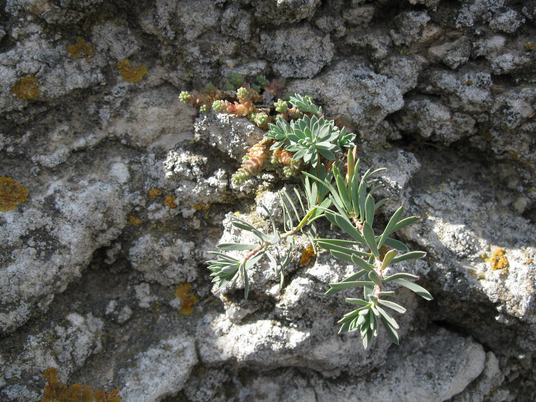 Image of Euphorbia petrophila specimen.