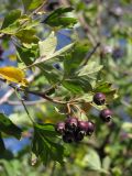 Crataegus pentagyna