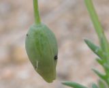 Papaver laevigatum