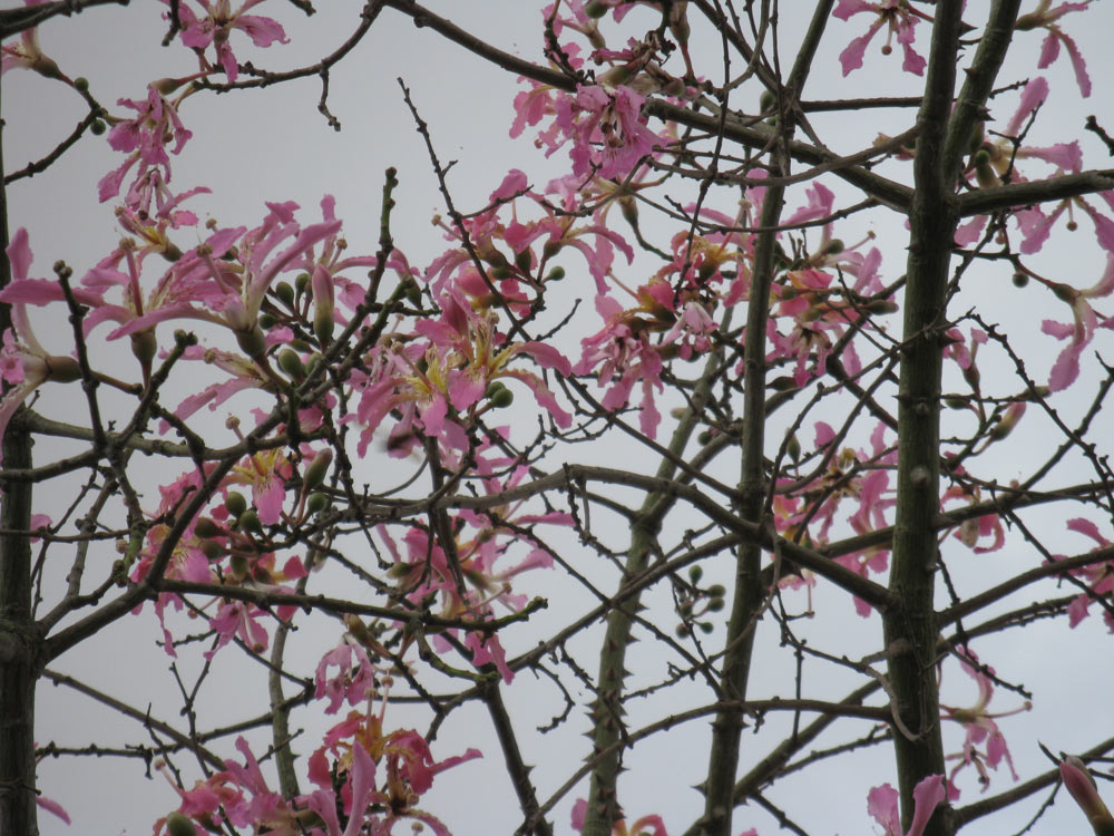 Изображение особи Ceiba speciosa.