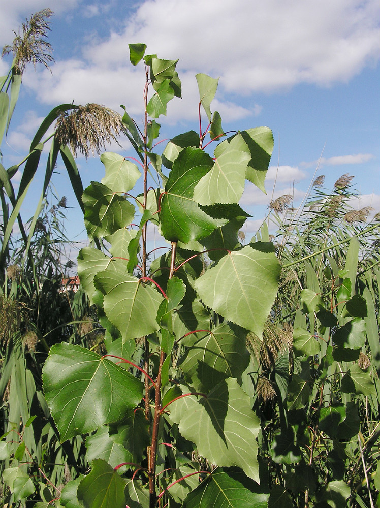 Image of Populus nigra specimen.