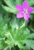 Geranium palustre. Верхняя часть растения с цветком. Ленинградская обл., середина июня.