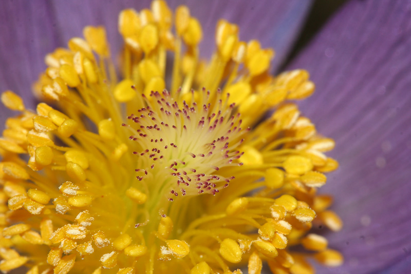 Image of Pulsatilla patens specimen.