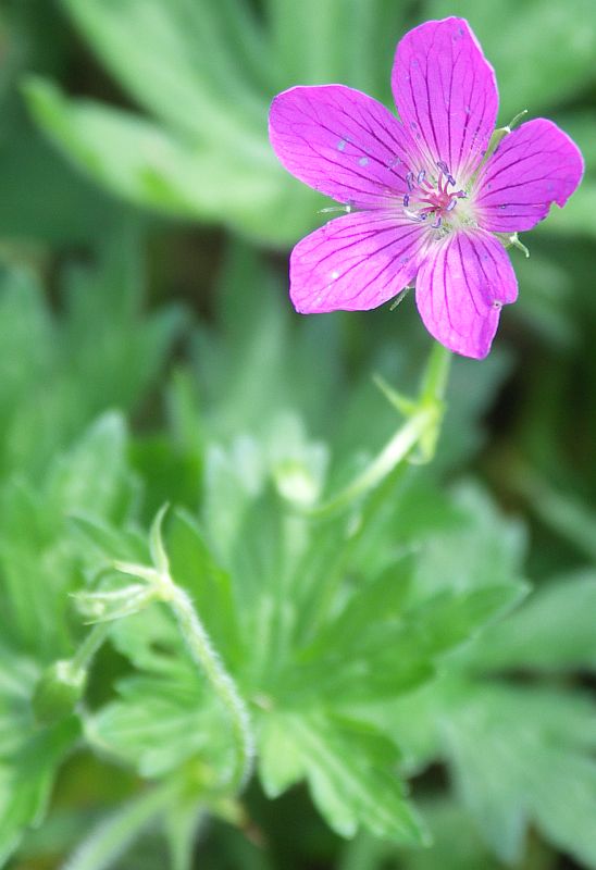 Изображение особи Geranium palustre.