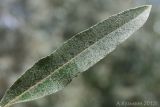 Elaeagnus angustifolia. Лист. Ростовская обл., Неклиновский р-н, Андреево-Мелентьевское с/п, балка Сухая. 19.08.2012.