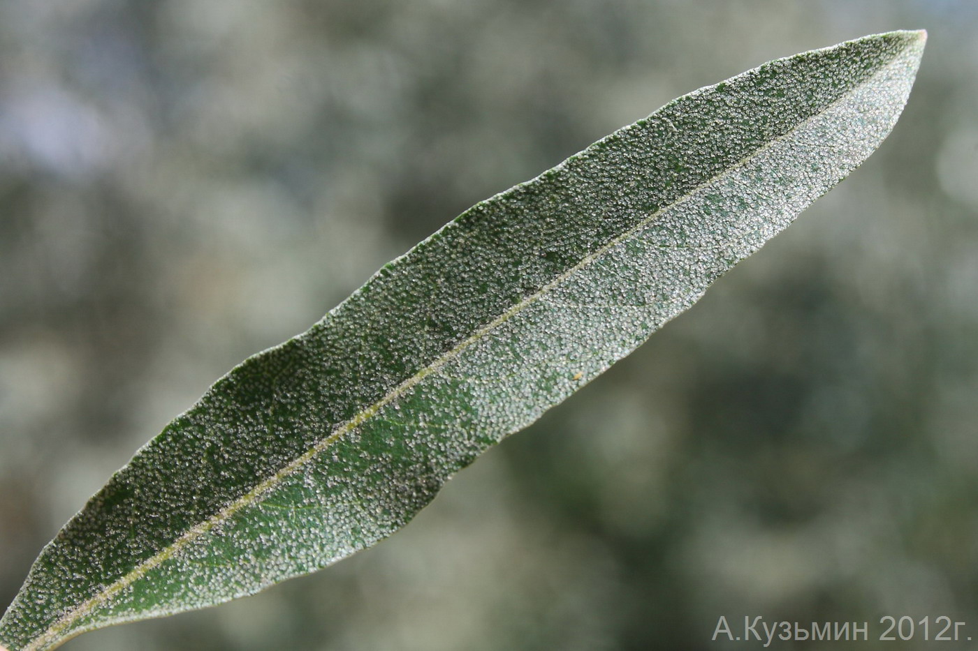 Изображение особи Elaeagnus angustifolia.