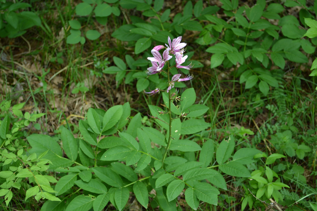 Изображение особи Dictamnus gymnostylis.