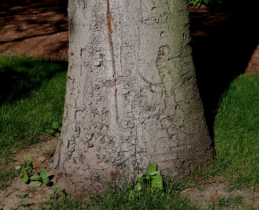 Image of Abies pinsapo specimen.