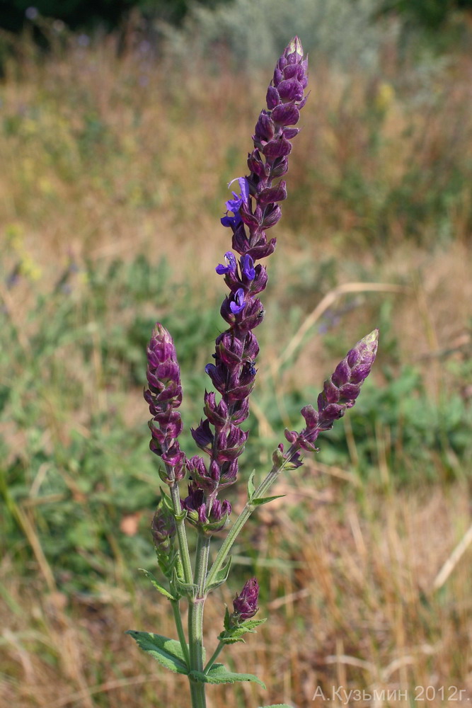 Изображение особи Salvia tesquicola.