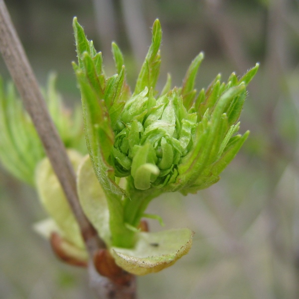 Image of Viburnum opulus specimen.