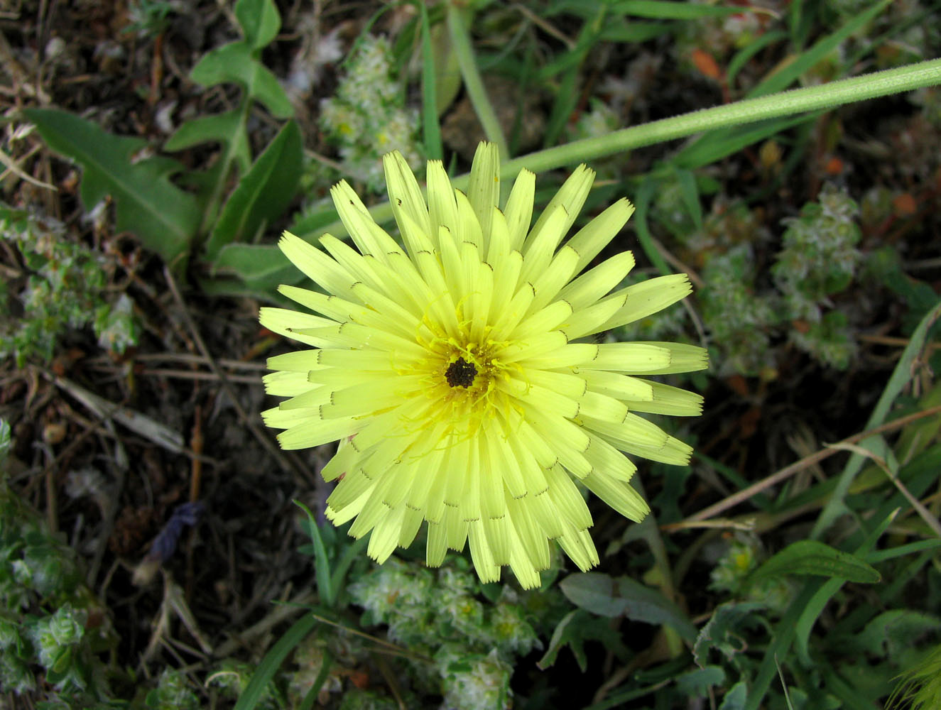 Image of Urospermum dalechampii specimen.