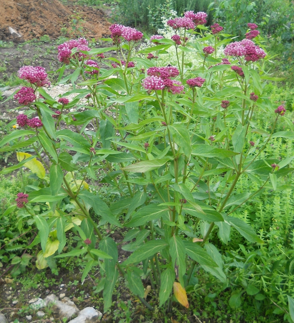 Image of Asclepias incarnata specimen.