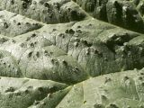 Rheum cordatum. Фрагмент листовой пластинки. Киргизия, Чуйская обл., северный склон Киргизского хр. 17 мая 2012 г.