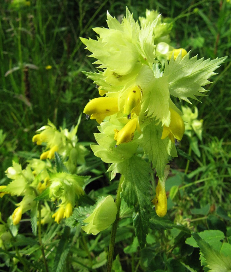 Изображение особи Rhinanthus aestivalis.