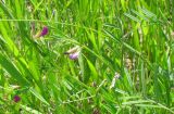 Vicia angustifolia. Побеги с соцветиями. Польша, Лодзинское воеводство, г. Велюнь, пустырь у автозаправки. 29.06.2012.