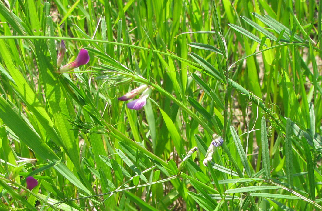 Изображение особи Vicia angustifolia.