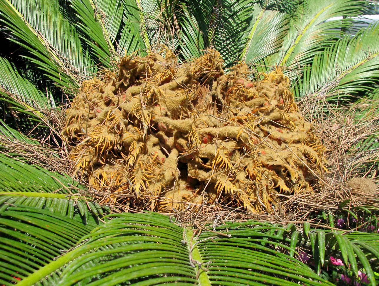 Изображение особи Cycas revoluta.