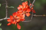 Chaenomeles japonica