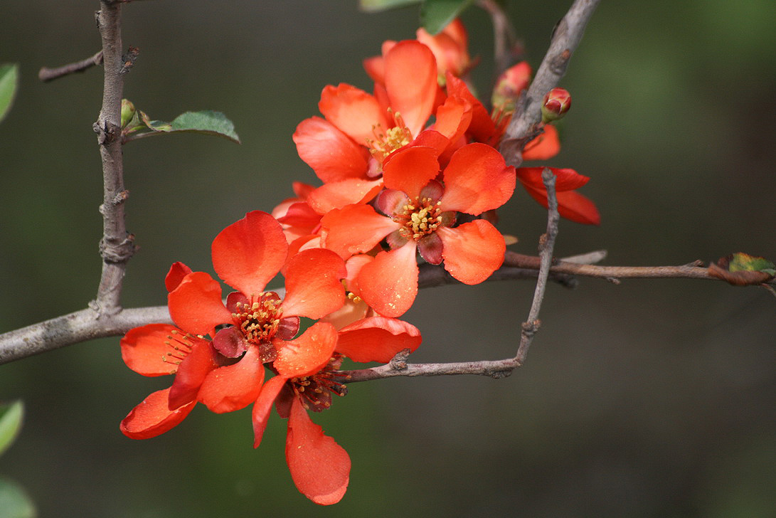 Изображение особи Chaenomeles japonica.