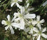 Clematis songorica