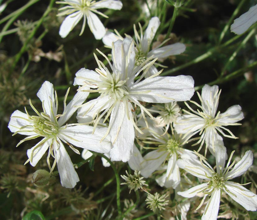Image of Clematis songorica specimen.