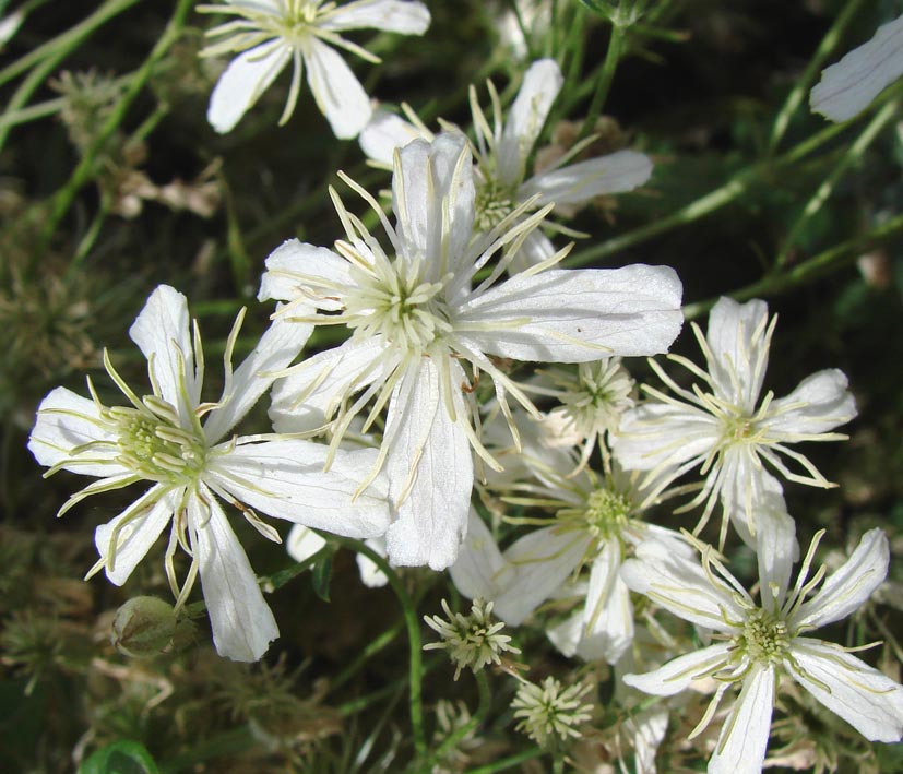 Изображение особи Clematis songorica.