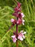 Stachys aspera. Соцветие. Хабаровский край, Ванинский р-н, окр. пос. Высокогорный. 16.07.2012.