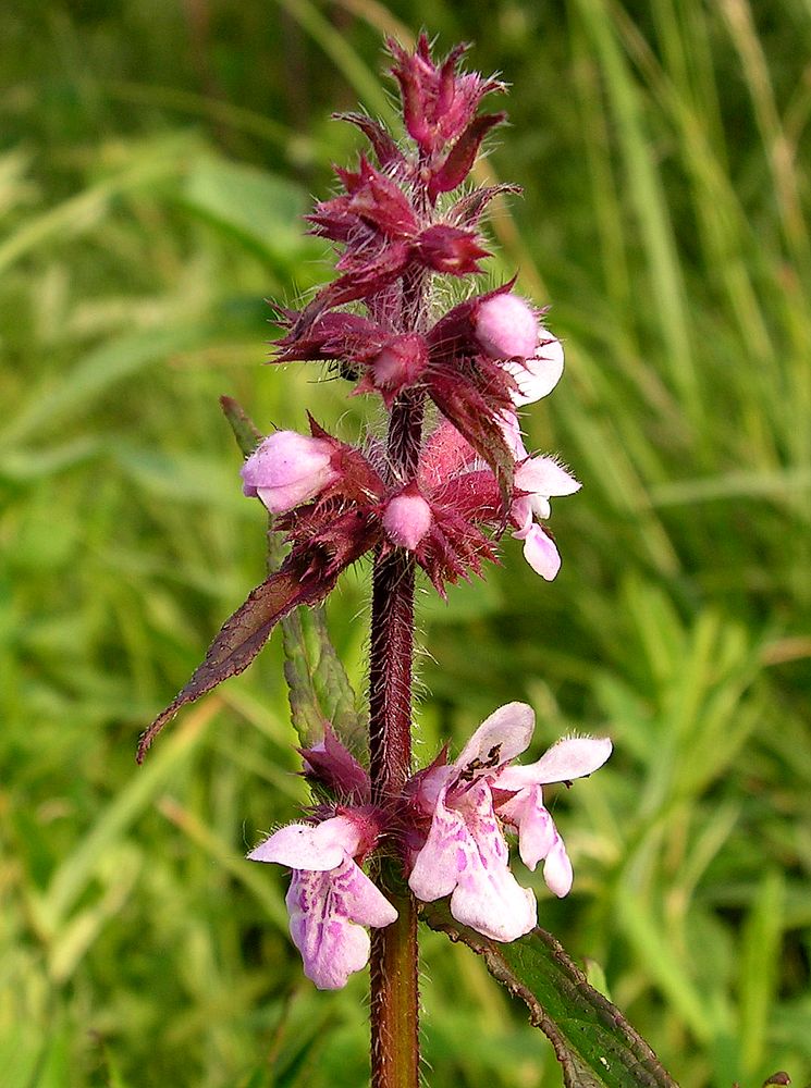 Image of Stachys aspera specimen.